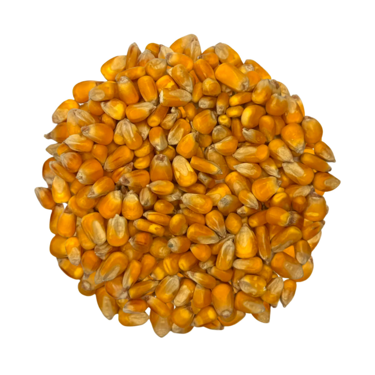 Kukurydza