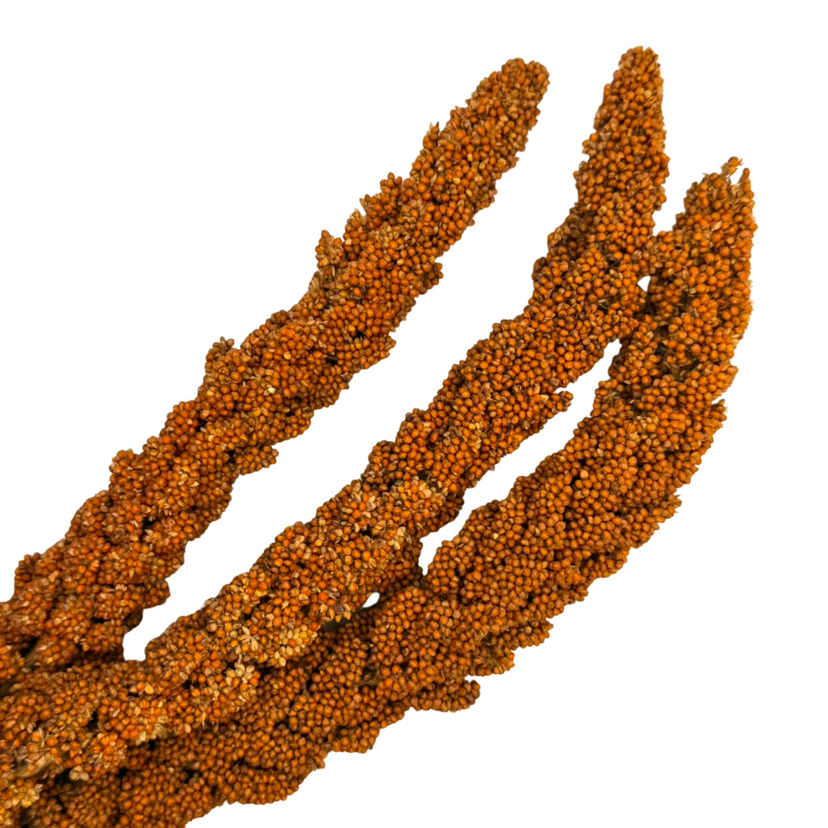 Proso senegalskie